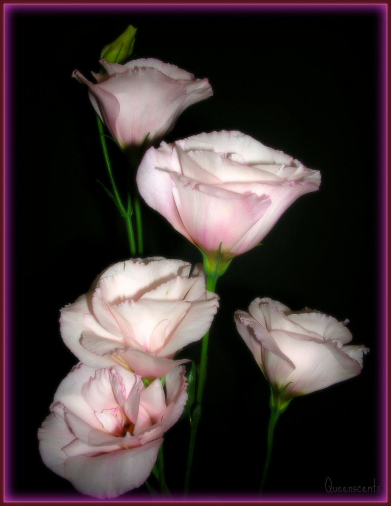 Eustoma Grandiflorum